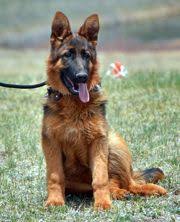 These german shepherd puppies located in colorado come from different cities, including, pueblo, littleton. World Class German Shepherd Breeders Puppies For Sale German Shepherd Puppies Shepherd Puppies German Shepherd