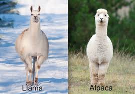 28 Commonly Confused Animals Animals Alpaca Pictures Cute Animal Memes