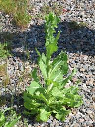 Image result for Lactuca setosa