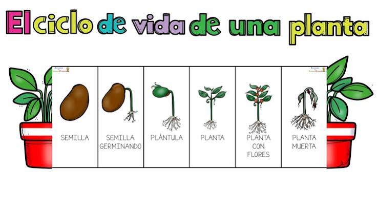 Foldable: Ciclo vital de las plantas - Actividades de infantil y primaria