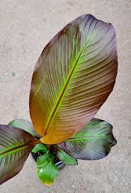 Image result for Ensete ventricosum