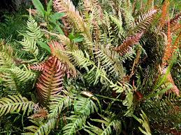 Image result for Lastreopsis