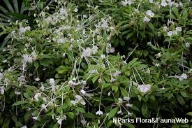 Image result for Rotheca