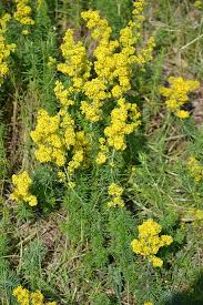 Image result for Galium chloroionanthum