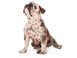 Changing her food and adding supplements for senior dogs provides nutrients for aging skin and hair as. Causes Natural Remedies For Hair Loss In Dogs Ask Ariel