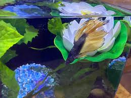 Zoo med laboratories betta hammock. Imagitarium Lotus Lounger Betta Bed 4 Diameter Petco