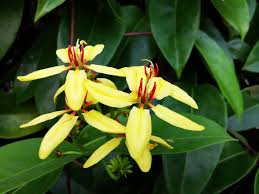 Image result for Tristellateia