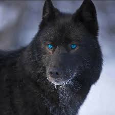 Excellent 56 Baby Animals Background 2020 Vahsi Hayvanlar Kurt Ruhu Hayvanlar