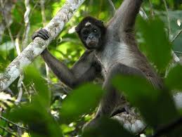 Spider Monkey Amazon Forest Brazil Amazon Rainforest Animals Endangered Rainforest Animals Rainforest Animals