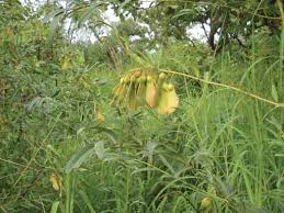 Image result for Chamaecrista zambesica