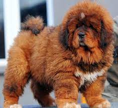 Worlds Most Expensive Dog Tibetan Mastiff Sells For 1 5 Million Tibetan Mastiff Puppy Fluffy Dog Breeds Mastiff Puppies