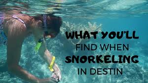 What You Ll Find When Snorkeling In Destin Forever Vacation Rentals