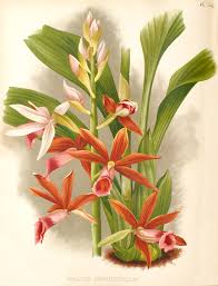 Image result for Phaius occidentalis