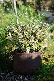 L'agastache menthe ainsi que le petit calament contribuent largement à attirer de nombreux butineurs avec une floraison abondante qui s'étale dans le temps. Idees Pour Vegetaliser Une Zone Plein Soleil Au Fil Du Thym
