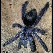 Avicularia Purpurea Purple Pinktoe Animals Spider Tarantula
