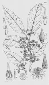 Image result for Ficalhoa laurifolia