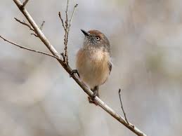 Image result for Newtonia