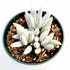 Image result for Senecio conrathii