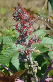 Image result for Ricinus communis