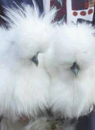 Image Detail For Silkie Chickens For Sale For Sale In Wembley Alberta Classifieds Silkie Chickens Silkie Chickens For Sale Chickens For Sale