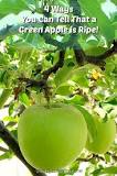 Image result for how do you know when green apples are ready to be picked