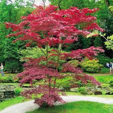 Acer Palmatum Bloodgood 1 Arbre Achetez En Ligne Sur Internet Commander Vite Baum Vorgarten Pflanzen Japanischer Garten