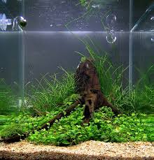 Image result for Marsilea vera