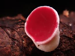 Image result for Merulius incarnatus