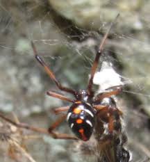 Arachnids of North Carolina