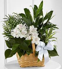 Safeway floral plants ftd florist flower and gift delivery. The Ftd Peace Serenity Dishgarden Plant Basket Sympathy Flowers Funeral Flower Arrangements