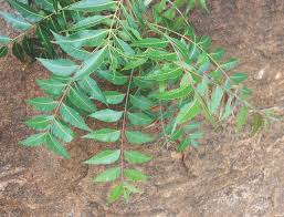 Image result for Azadirachta indica