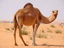 Once it is full, it can move for five to seven days without water, carrying its own portable 'water tank'. Why Does An Camel Move Easier In Desert Than The Other Animal Quora