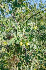 Image result for Commiphora tenuipetiolata