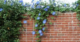 They take a few seasons to get established. Tips For Growing Flowering Vines My Garden Life
