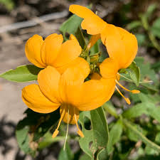 Image result for Barleria setosa