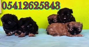 Pekines Fiyatlari Pekinez