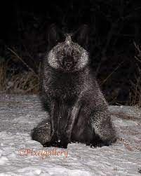 Beautiful Animals Wild Wild Dogs Rare Animals