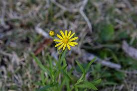 Image result for Senecio madagascariensis