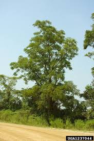 Image result for Melia azedarach