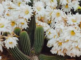 Usually when people think about things that can only be done once, they ponder about elements such as life, death or even having a first kiss. Check Out The 15 Most Spectacular Flowering Succulents For Plant Lovers