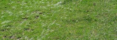 Seeded grass (sod) if you plant your grass using seeds, it will take much longer to grow since you have to wait for the seeds to germinate hen grow. Kikuyu Grass Care Mowing And Watering Use For Lawn Golfing And Fodder
