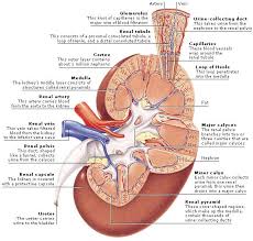 Kidney S Filtering Units Consist Of A Glomerulus And A Renal Tubule Renal Physiology Human Anatomy And Physiology Kidney Anatomy