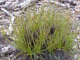Image result for Rastrophyllum pinnatipartitum