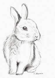 Check spelling or type a new query. Bildergebnis Fur Bunny Drawing Bunny Sketches Animal Drawings Animal Drawings Sketches