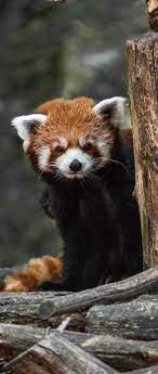 About Wild Animals Photo Of A Red Panda Animal Photo Animals Panda Images