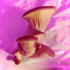 Maybe you would like to learn more about one of these? Oyster Mushroom Workshop Mediamatic