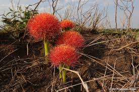 Image result for Scadoxus multiflorus