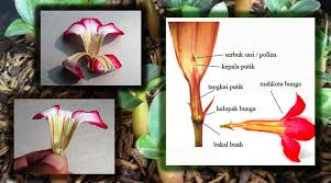 Foto gambar bunga gambar bunga. Cara Menanam Bunga Kamboja Yang Benar Kutanam
