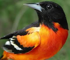 Birds That Look Like Baltimore Orioles 20140430hobaltimoreoriolemulvihill 2 Baltimore Oriole Oriole Bird Baltimore Orioles Baltimore