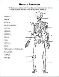 Skeletal System Human Skeletal System Human Body Worksheets Skeletal System Lessons